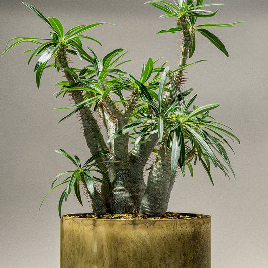 IRON POT No.07 - Unfinished Brass